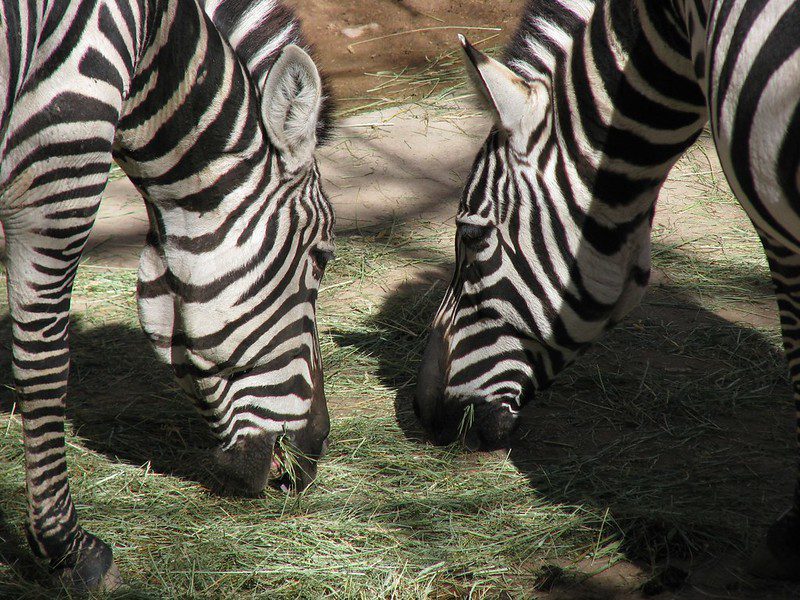 15 Fun Zebra Facts You Never Knew