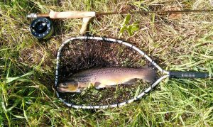 a good size rainbow trout, landed with a net