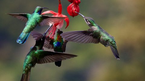 fun facts about Hummingbirds