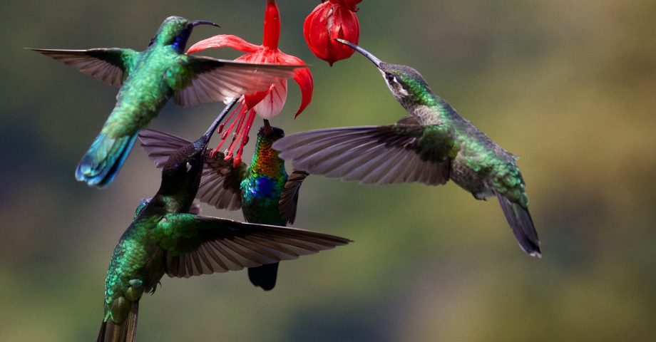 fun facts about Hummingbirds