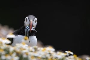 Puffins, Isle of Scilly