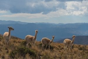 fun facts about Llamas