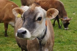 fun facts about cows
