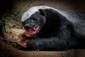 a skunk eating some dinner