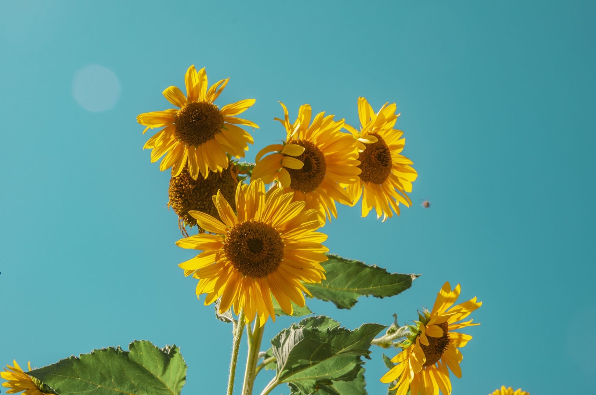 12 Striking Facts About Sunflowers Fact City