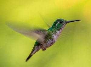 fun facts on hummingbirds