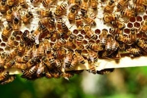 honey bees facts