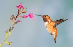 an orange hummingbird in flight