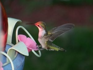 hummingbird on the wing