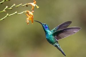 interesting facts about Hummingbirds