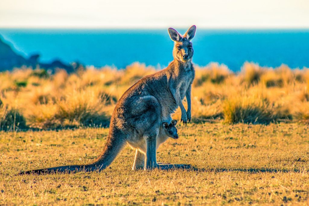 interesting facts about Kangaroos