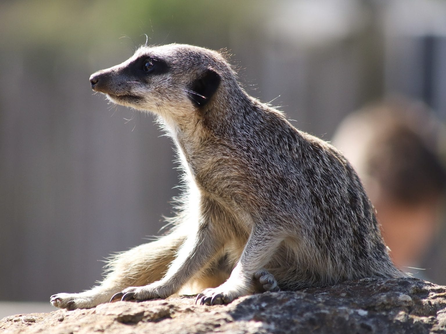 16-magical-facts-about-meerkats-fact-city