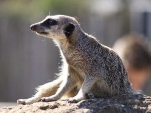 interesting facts about Meerkats