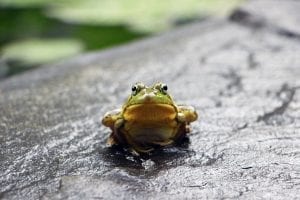 a small frog looking directly down the camera lens