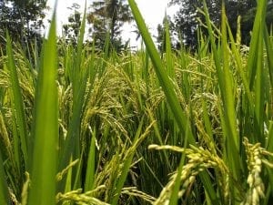Rice Paddy Closeup, Indonesia