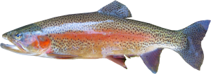 an illustration of a rainbow trout