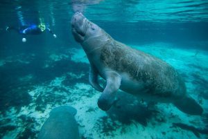This image shows the true scale of a manatee against a human swimmer