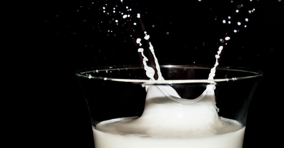 fun facts about milk