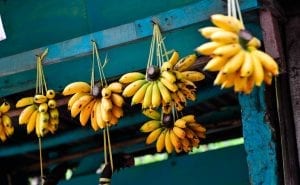 bananas hanging in a shop