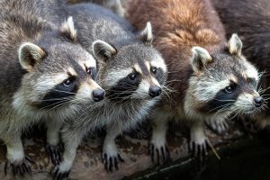 Three raccoons