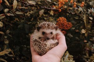 A hedgehog being held in one hand