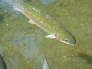 a rainbow trout in a shallow stream