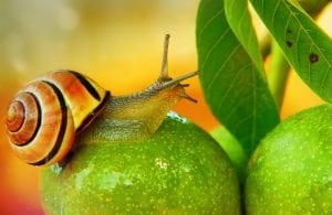 A Snail, sliding over some fruit