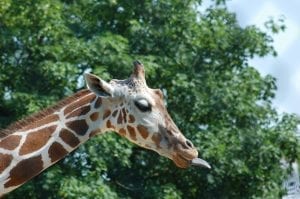 a giraffe sticking out its tongue