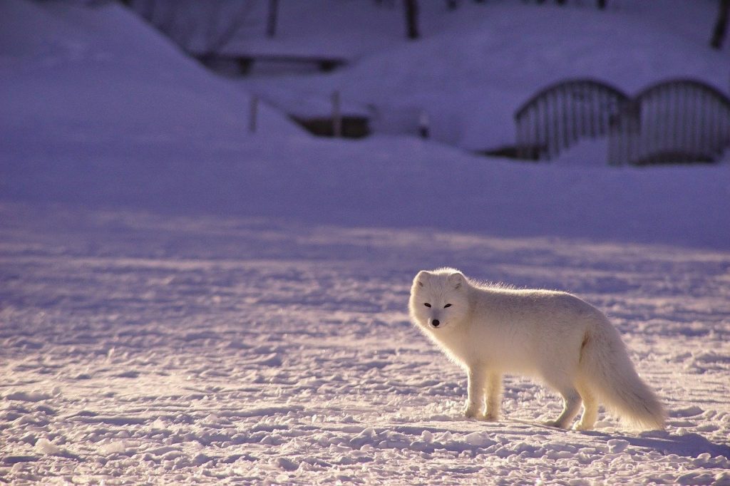 12 Amazing Facts About Arctic Foxes - Fact City