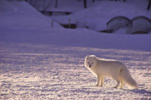 Arctic fox standing on the ice