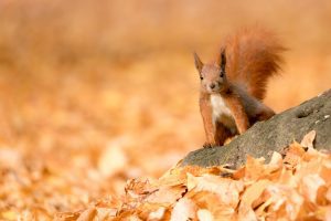 a very cute looking red squirrel on the forest floor, blending in with the fall leaves 