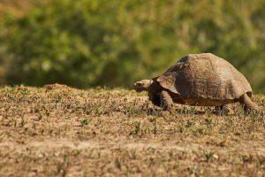 a tortoise dashing across the screen