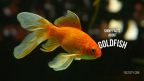 Goldfish header