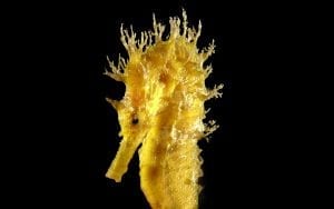 close up photo of a seahorse