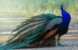 Facts about Peacocks