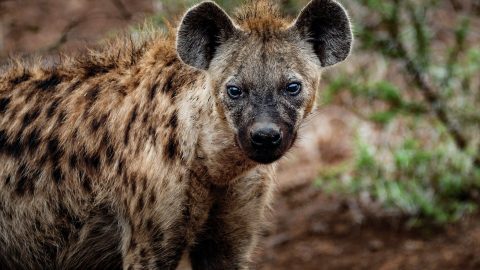 Hyena Facts
