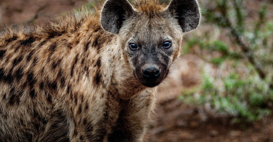 Hyena Facts