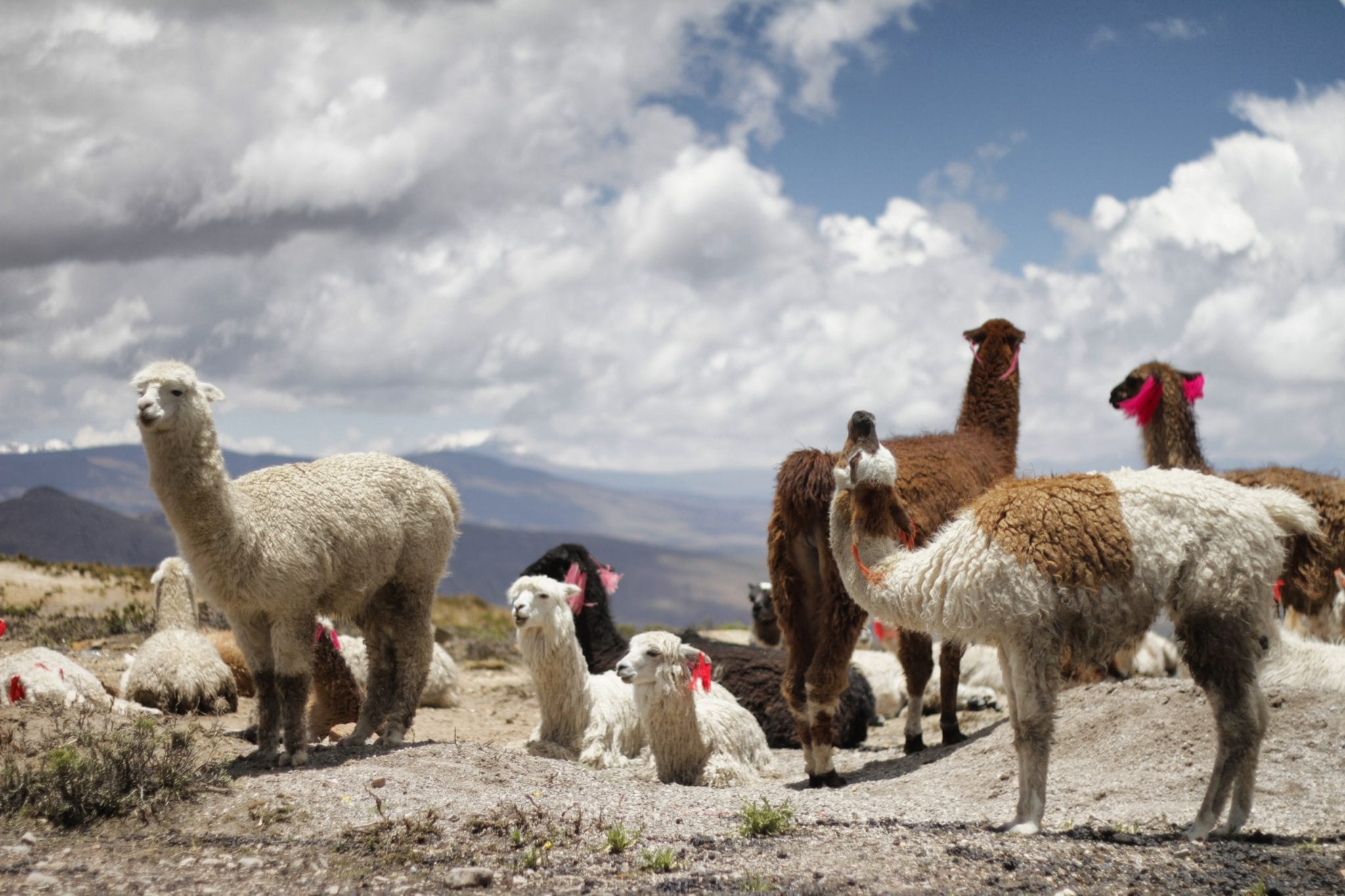 15 LaidBack Facts about Llamas Fact City