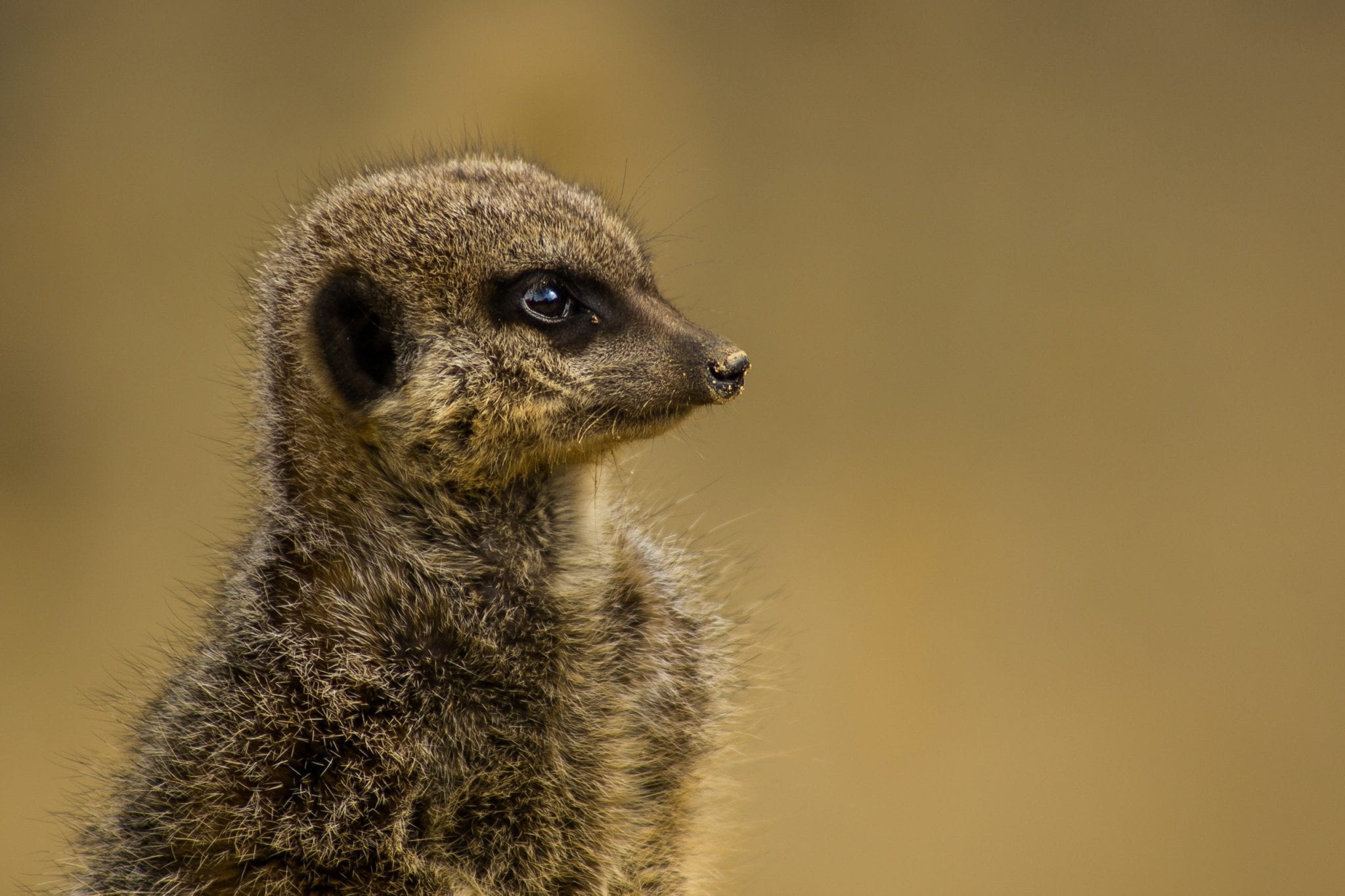 16 Magical Facts About Meerkats - Fact City