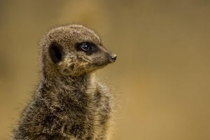 Meerkat facts