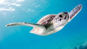 Turtle swimming towards the camera