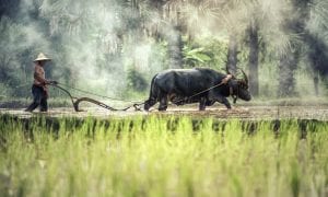 Man ploughing field with water buffalo 