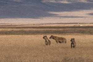 facts about Hyenas