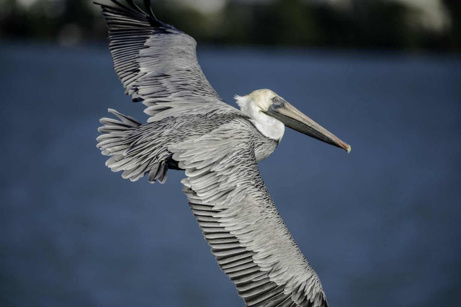 14 Interesting Facts About Pelicans You Won't Know... - Fact City