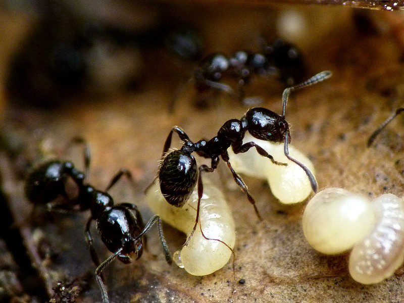 ant nest