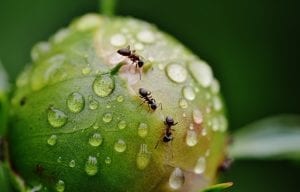 Ants on an apple 