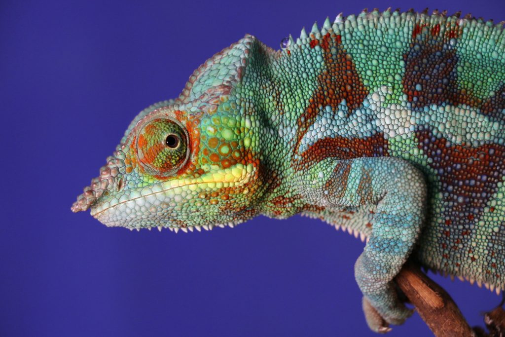 facts about chameleons