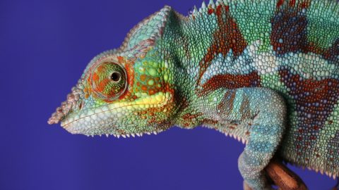 facts about chameleons