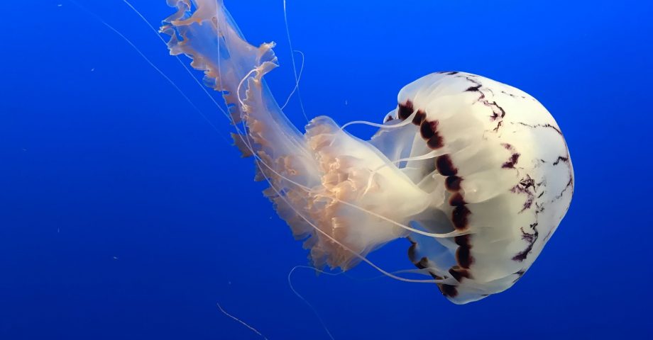facts about jellyfish