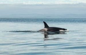 An orca surfacing in very calm water